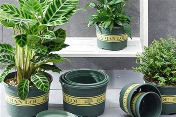 加仑盆适合种哪些植物，适合木本类植物