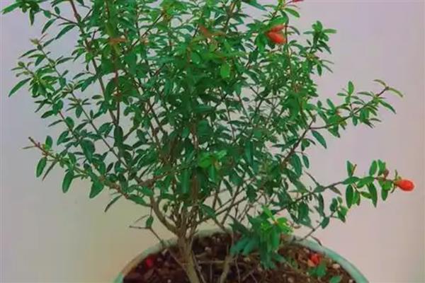 盆栽石榴花冬季掉叶子怎么处理,冬季掉叶属于正常现象