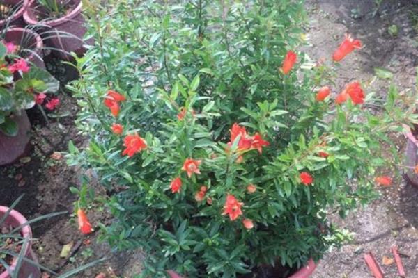 盆栽石榴花冬季掉叶子怎么处理,冬季掉叶属于正常现象