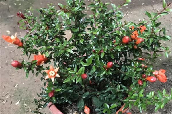 盆栽石榴花冬季掉叶子怎么处理,冬季掉叶属于正常现象