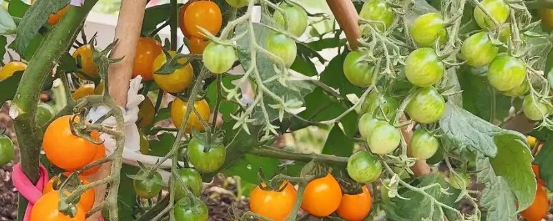 圣女果盆栽的种植方法,可以在4-5月份进行