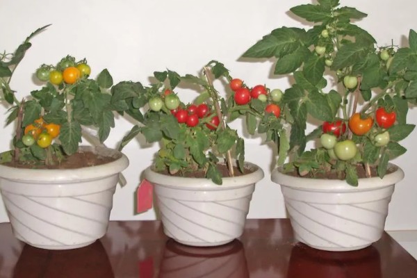 圣女果盆栽的种植方法,可以在4-5月份进行