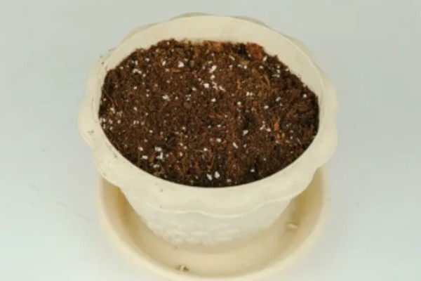 圣女果盆栽的种植方法,可以在4-5月份进行