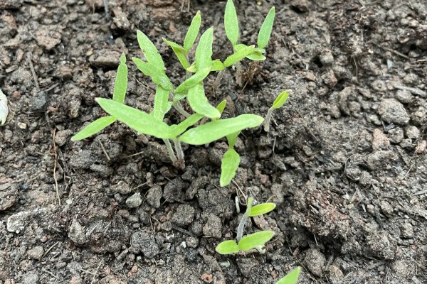 圣女果盆栽的种植方法,可以在4-5月份进行