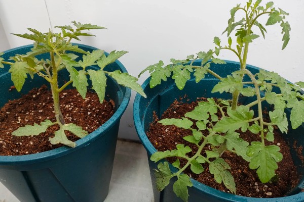 圣女果盆栽的种植方法,可以在4-5月份进行