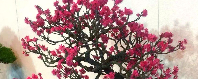 10月份梅花会开吗，是不会开花的