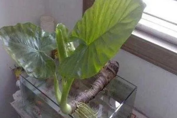 在家养滴水观音有哪些问题，早上容易滴水