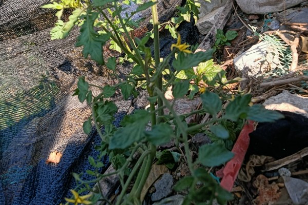 圣女果盆栽的种植方法,可以在4-5月份进行