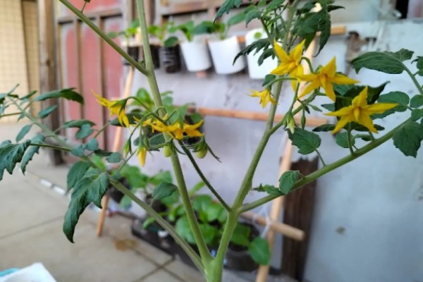 圣女果盆栽的种植方法,可以在4-5月份进行