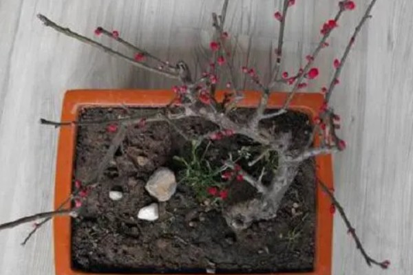 10月份梅花会开吗，是不会开花的