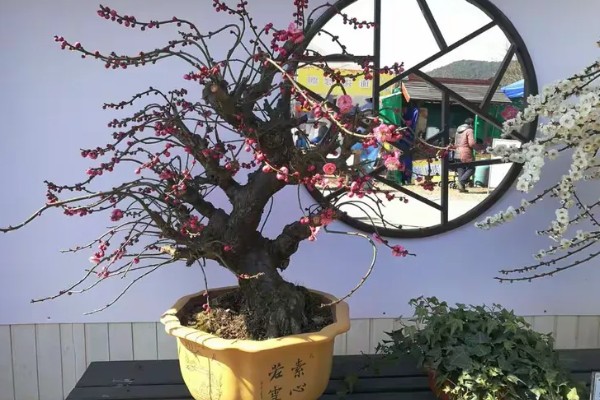 10月份梅花会开吗，是不会开花的