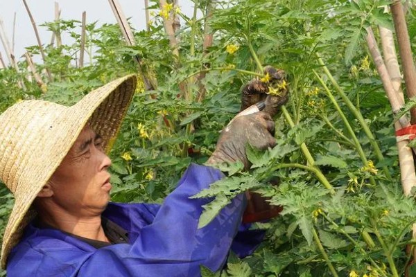 圣女果盆栽的种植方法,可以在4-5月份进行