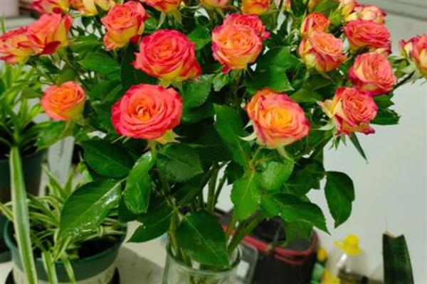 怎么养收到的玫瑰花束，可以在水中加一些保鲜剂