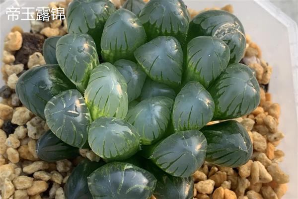 昂贵的玉露品种，有糯玉露、帝玉露锦等