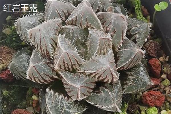 昂贵的玉露品种，有糯玉露、帝玉露锦等