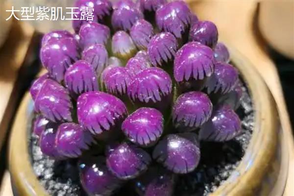 昂贵的玉露品种，有糯玉露、帝玉露锦等