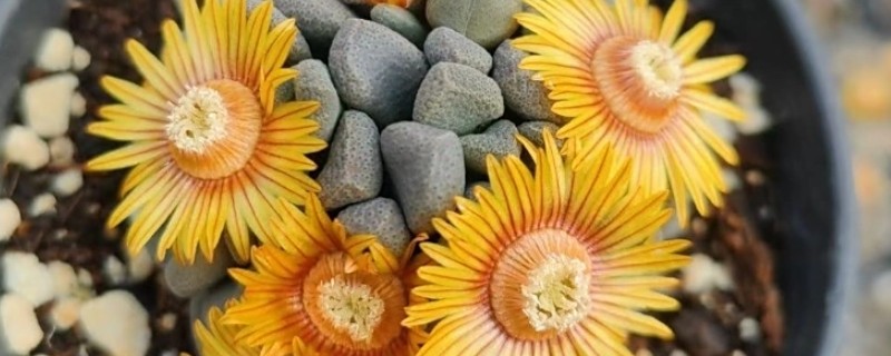 唐扇的烂根的解决方式,需及时切除烂根