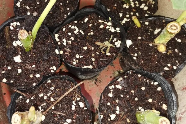 唐扇的烂根的解决方式,需及时切除烂根