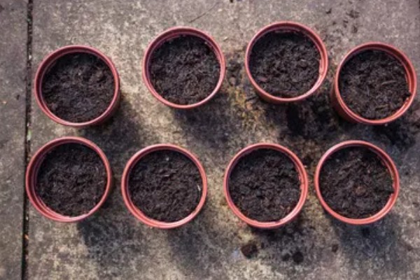 唐扇的烂根的解决方式,需及时切除烂根