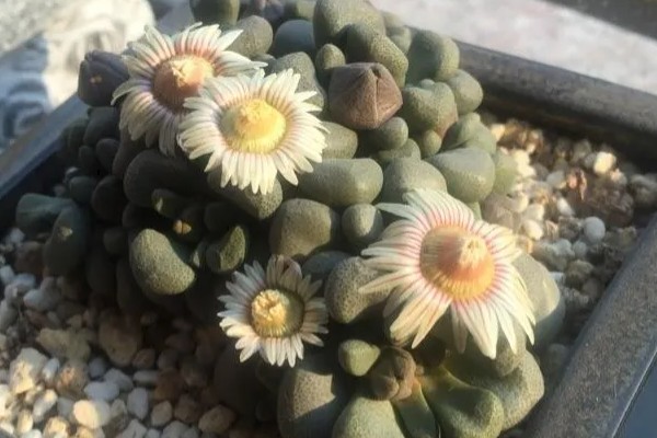 唐扇的烂根的解决方式,需及时切除烂根