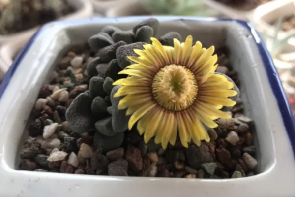 唐扇的烂根的解决方式,需及时切除烂根