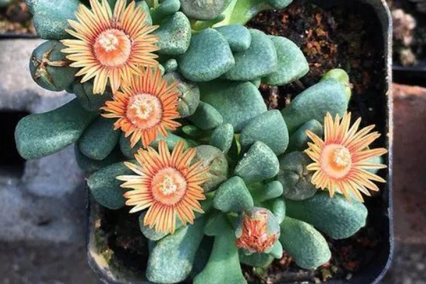 唐扇的烂根的解决方式,需及时切除烂根