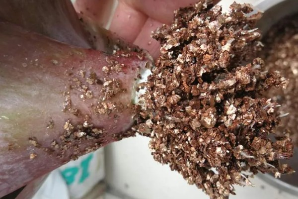 唐扇的烂根的解决方式,需及时切除烂根