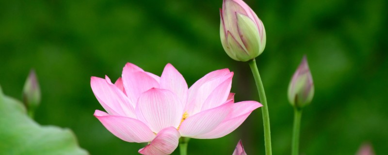 荷花在什么季节开，一般在夏季开放