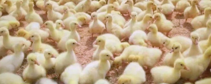 为什么小鹅咬对方的毛，可能是鹅舍温度不适所致