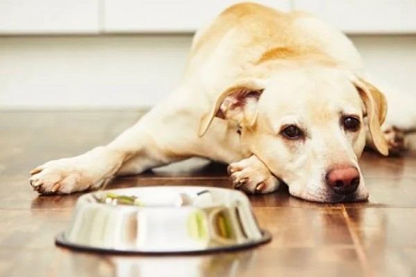 犬高铁血红蛋白血症的简介，会出现可视黏膜发绀等症状