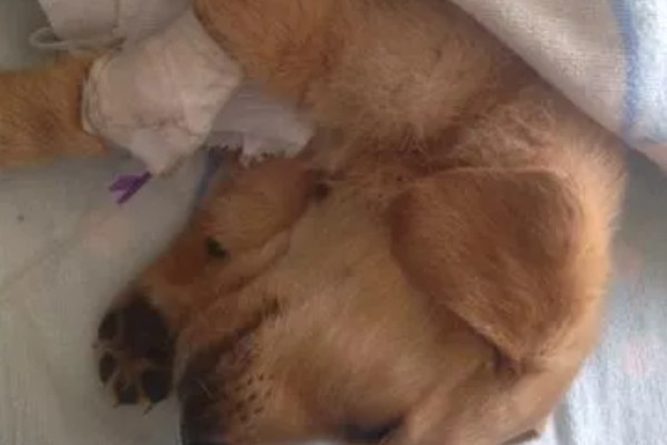 犬高铁血红蛋白血症的简介，会出现可视黏膜发绀等症状