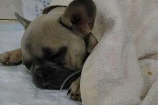 犬高铁血红蛋白血症的简介，会出现可视黏膜发绀等症状