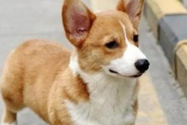 犬高铁血红蛋白血症的简介，会出现可视黏膜发绀等症状