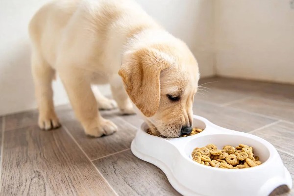 犬高铁血红蛋白血症的简介，会出现可视黏膜发绀等症状