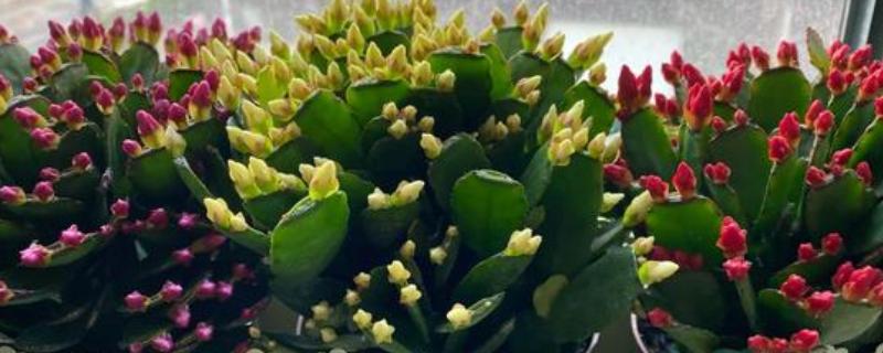 让仙指兰开花的方法，将温度保持在20-23℃有助于快速开花