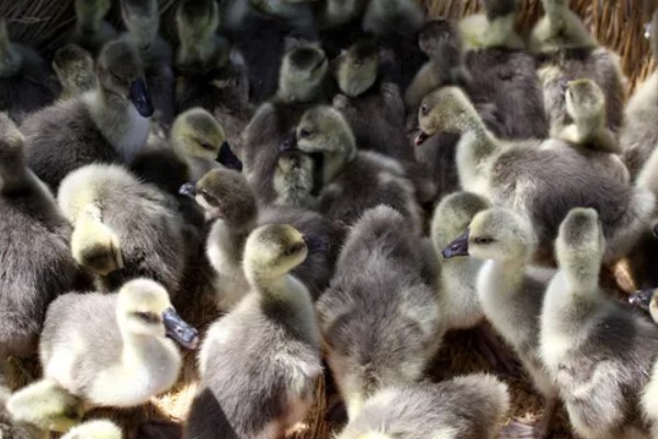 为什么小鹅咬对方的毛，可能是鹅舍温度不适所致