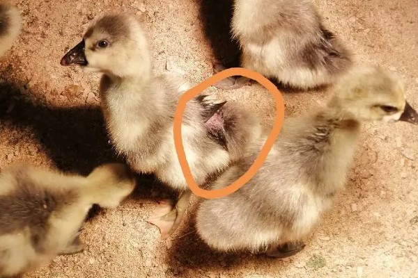 为什么小鹅咬对方的毛，可能是鹅舍温度不适所致