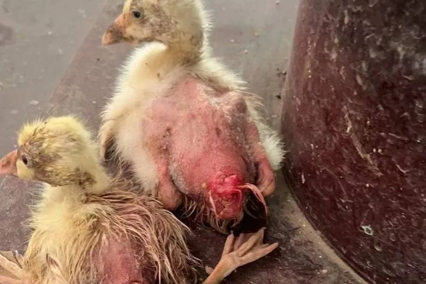 为什么小鹅咬对方的毛，可能是鹅舍温度不适所致