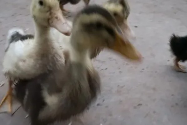 为什么小鹅咬对方的毛，可能是鹅舍温度不适所致