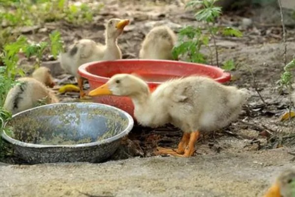 为什么小鹅咬对方的毛，可能是鹅舍温度不适所致