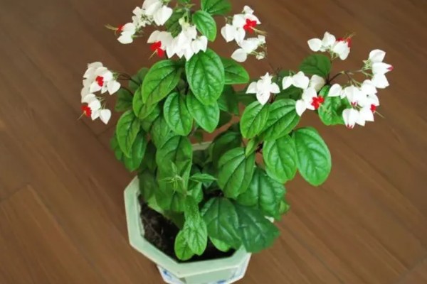 为什么龙吐珠不开花,可能是枝叶过密所致