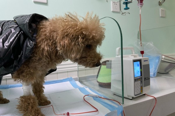 犬高铁血红蛋白血症的简介，会出现可视黏膜发绀等症状