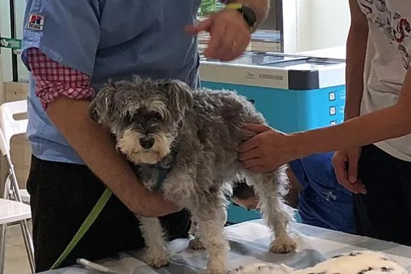 犬高铁血红蛋白血症的简介，会出现可视黏膜发绀等症状