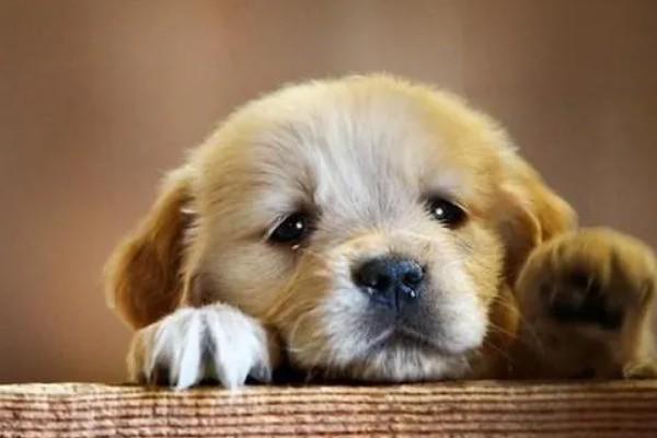 犬高铁血红蛋白血症的简介，会出现可视黏膜发绀等症状