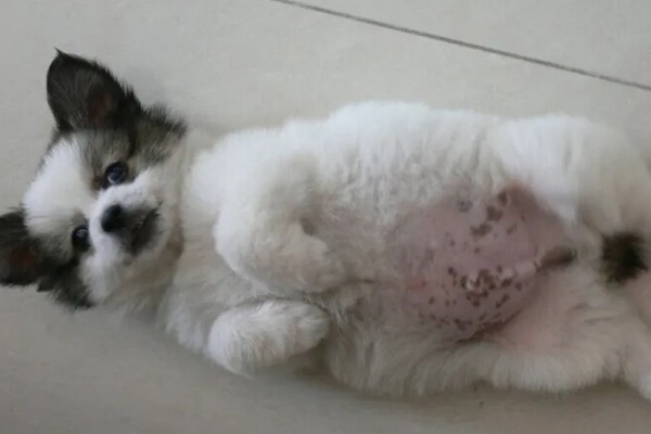 犬高铁血红蛋白血症的简介，会出现可视黏膜发绀等症状