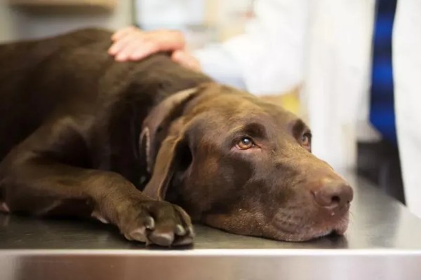 犬高铁血红蛋白血症的简介，会出现可视黏膜发绀等症状