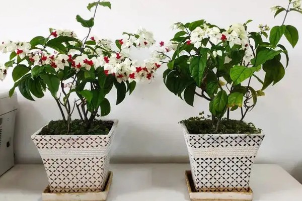 为什么龙吐珠不开花,可能是枝叶过密所致