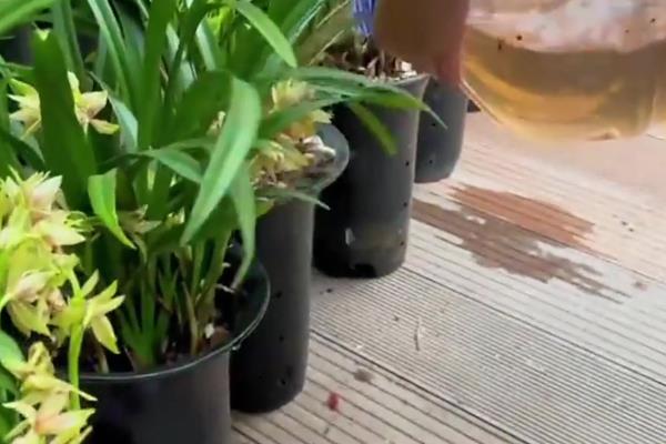 让仙指兰开花的方法，将温度保持在20-23℃有助于快速开花
