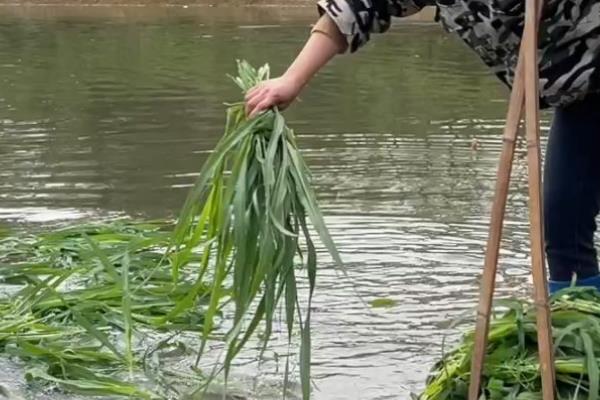 鱼塘如何管理，要定期处理池塘中的残饵、死鱼等