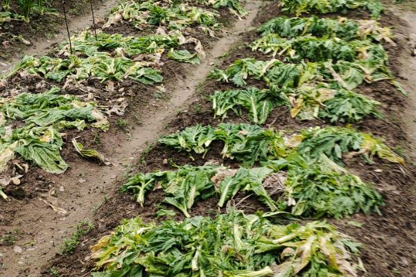 黄花菜春季的管理方法，适时追施催芽肥，以氮钾肥为主